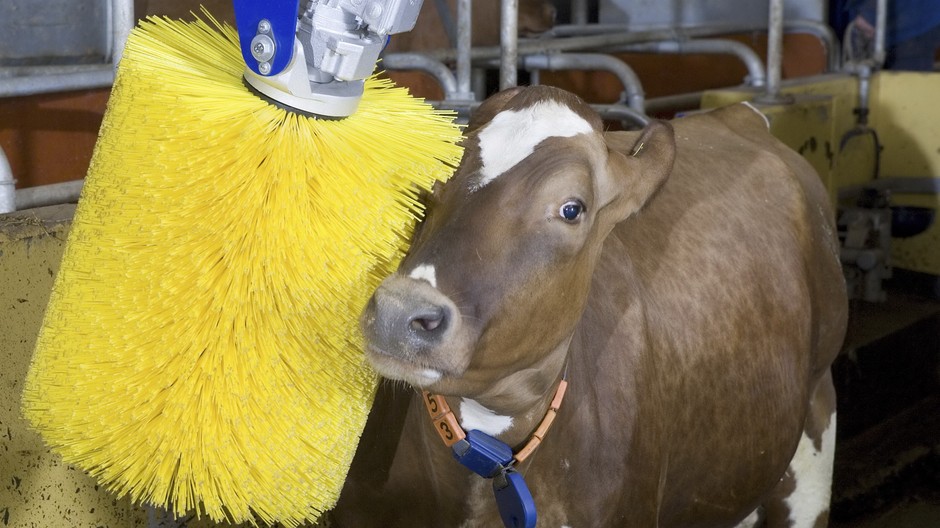 krava si uziva5-umyvacia linka, umyvacka, kefa