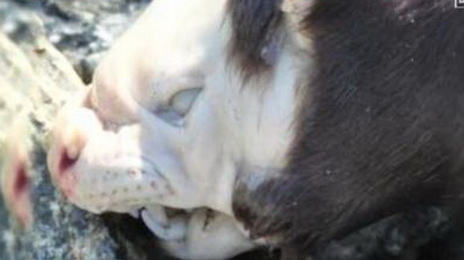 prisera, kanada, tvar neznameho zvierata