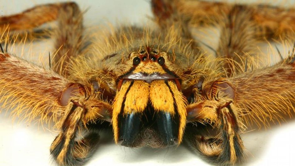 pavúk Heteropoda davidbowie