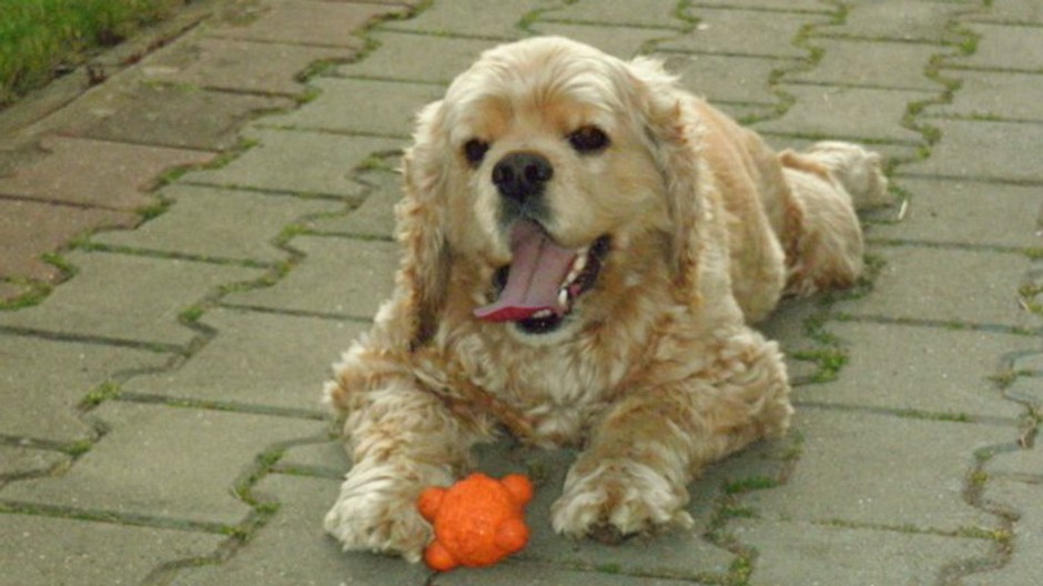 Stratil sa pes, kokeršpaniel