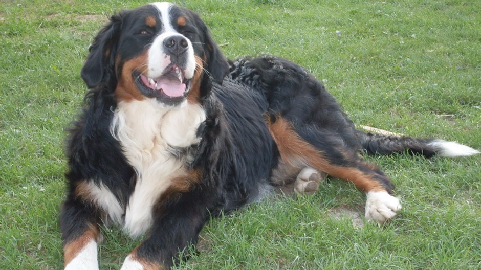 Bernský salašnícky pes, stratený pes vo Veľkom Šariši