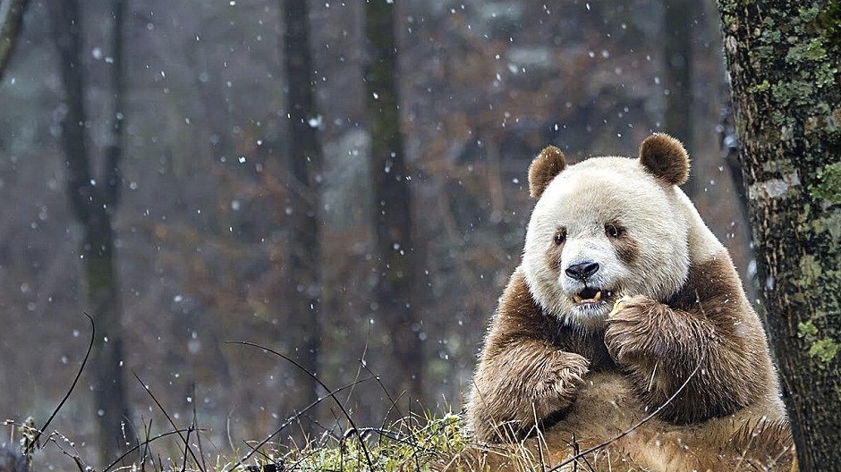 panda.jpg