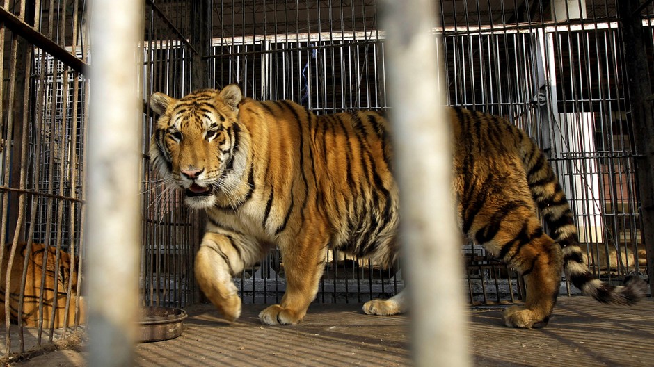 tiger klietka ilustračné foto