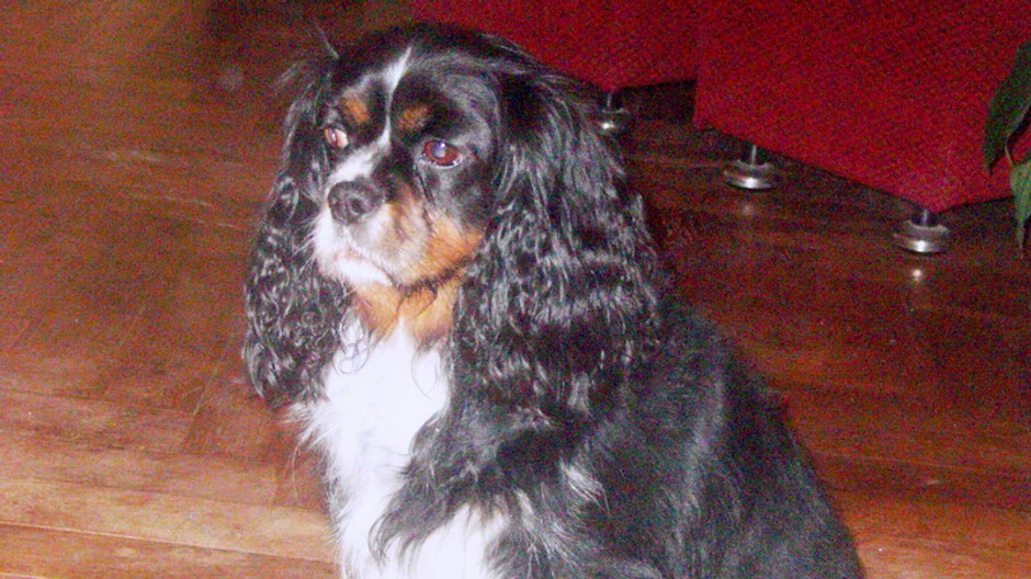 Stratila sa fenka kavaliera, Kimuša