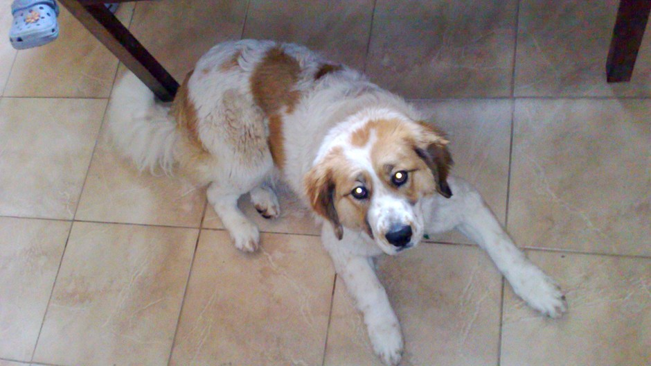 Dobrý deň. Stratila sa nám sučka Moskovského strážneho psa menom Aisha v stredu 18.4.2012 medzi 15:00 - 17:30 v obci Branč prosíme o pomoc všetkých ktorí ju videli aby nám pomohli pri hľadaní. Je veľmi prítulná, hravá, je to ročné šteňa. Ak ju niekto naši