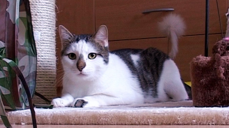 Mačka leží pred dverami