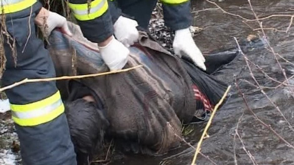 utopenec v potoku v Zemianskych Kostoľanoch