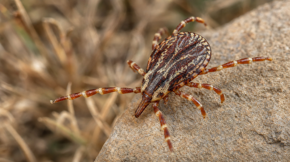 Kliešť rodu Haylomma marginatum