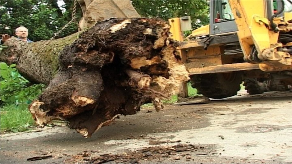 Strom gaštan padnutý
