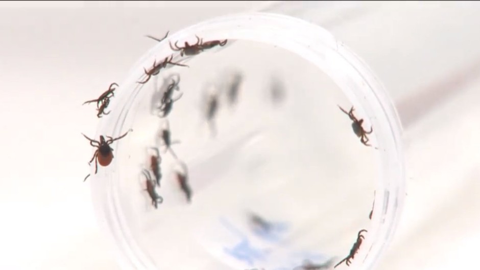 Pri akej teplote už v lese nestretnete kliešťa? Odborník radí