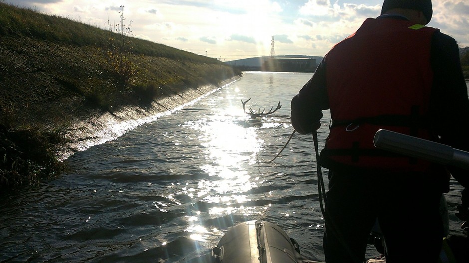 Hasiči zachránili jeleňa uviaznutého v derivačnom kanáli Váhu (3)