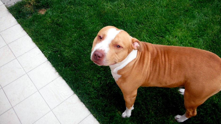 stratený pes Gizmó