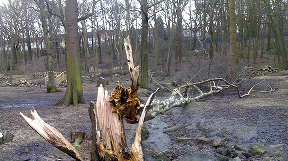 zlomeny strom stromy