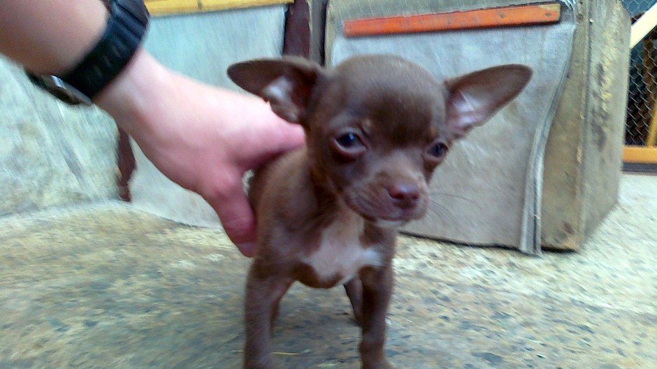 Stratená čivava Oliver