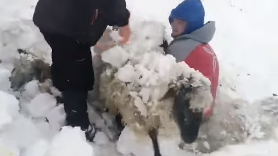 Sneh zasypal stádo oviec