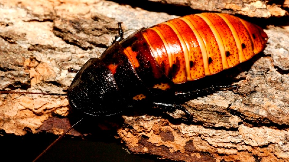 Šváb (ilustračné foto)