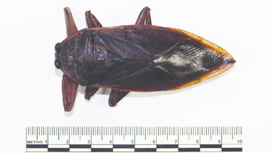Lethocerus patruelis