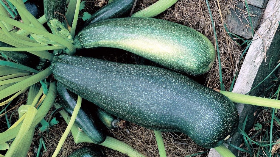 Cuketa (ilustračná foto)