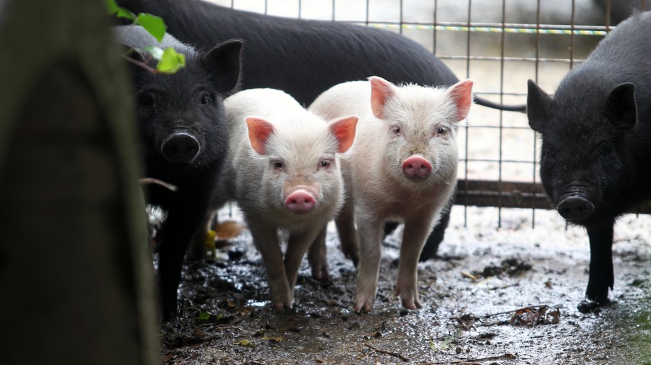 prasa prasatá ilustračné foto