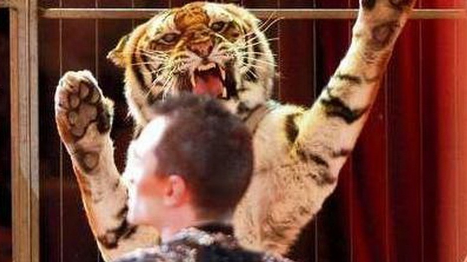 tigre napadli cvicitela 1