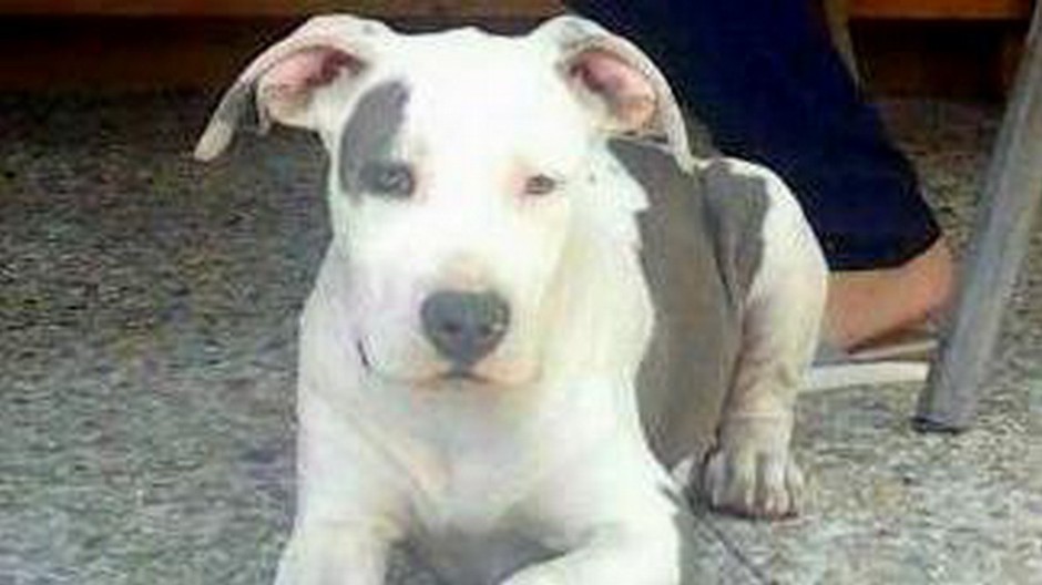 Stratený pes Karlos, Rozhanovce Košice