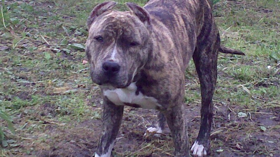 Stratený pes stafford