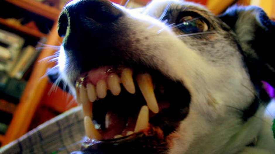 Pes ceriaci zuby, detail hlavy