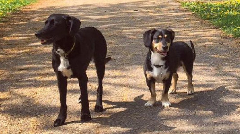 Stratené psy Kaili a Shaggy