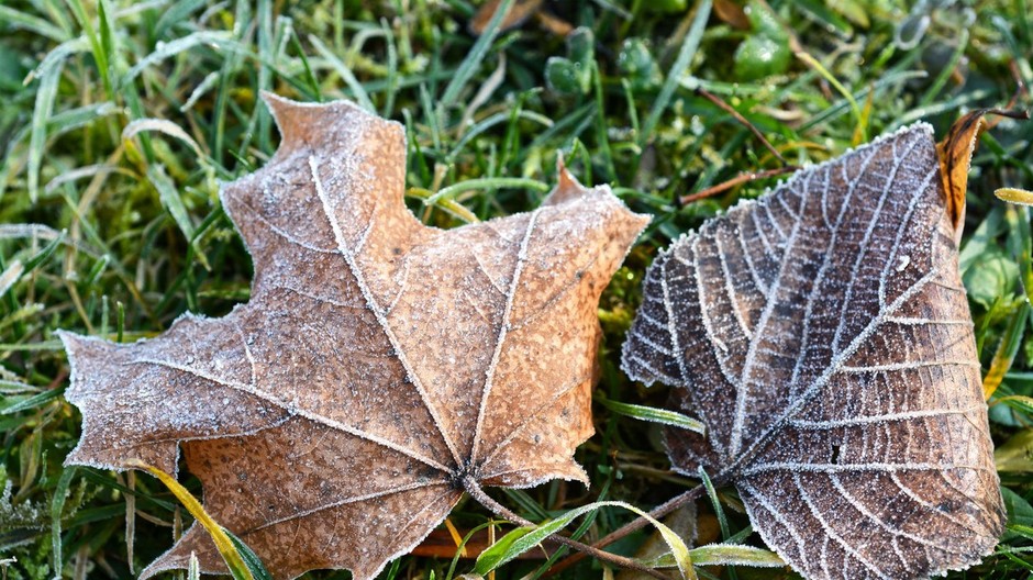 prízemné mrazy, zima, jeseň, lístie, tráva