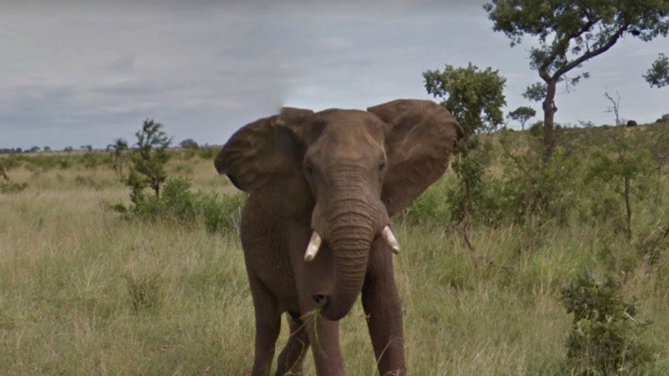 Slon na Safari
