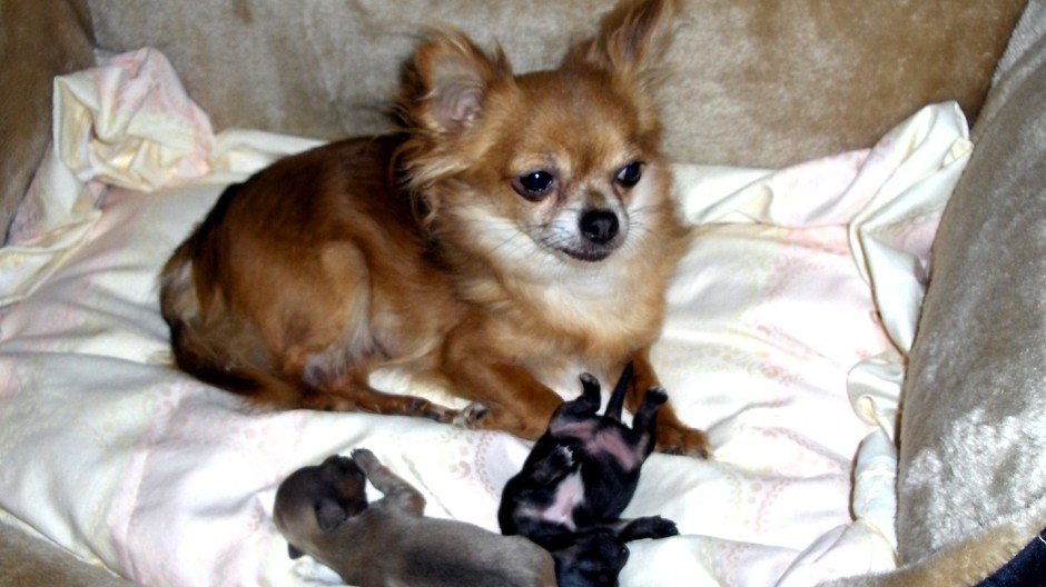 Nina, čivava, Trnava, stratená, fenka, hľadanie