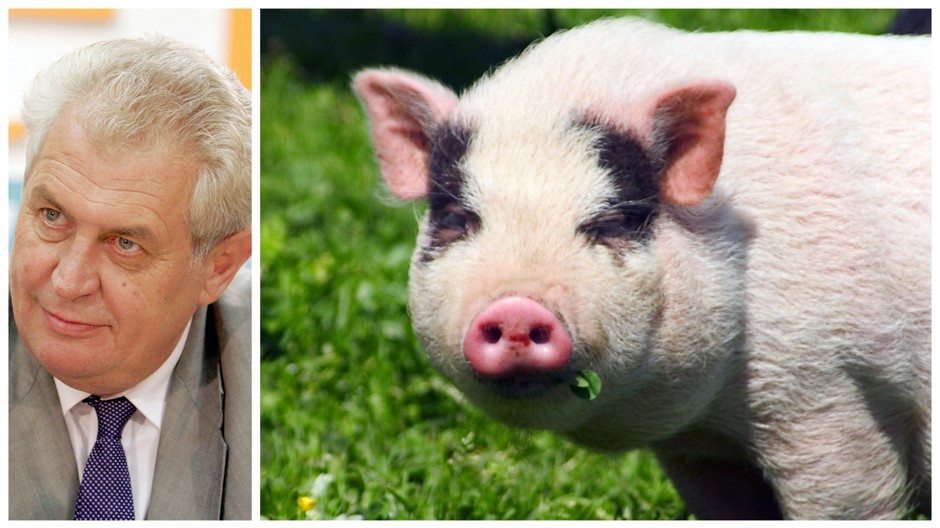 Miloš Zeman prasa koláž