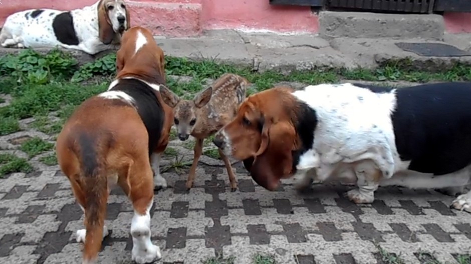 Srnček v novej rodine 