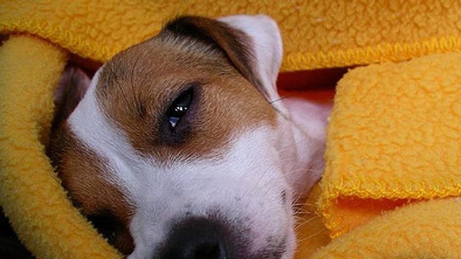 pes hlava v žltej deke