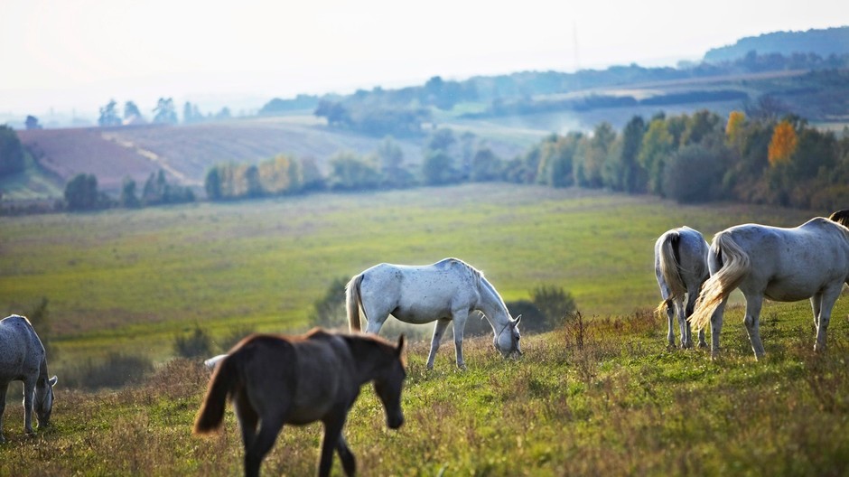 kôň_kone_ilustračné foto.jpg