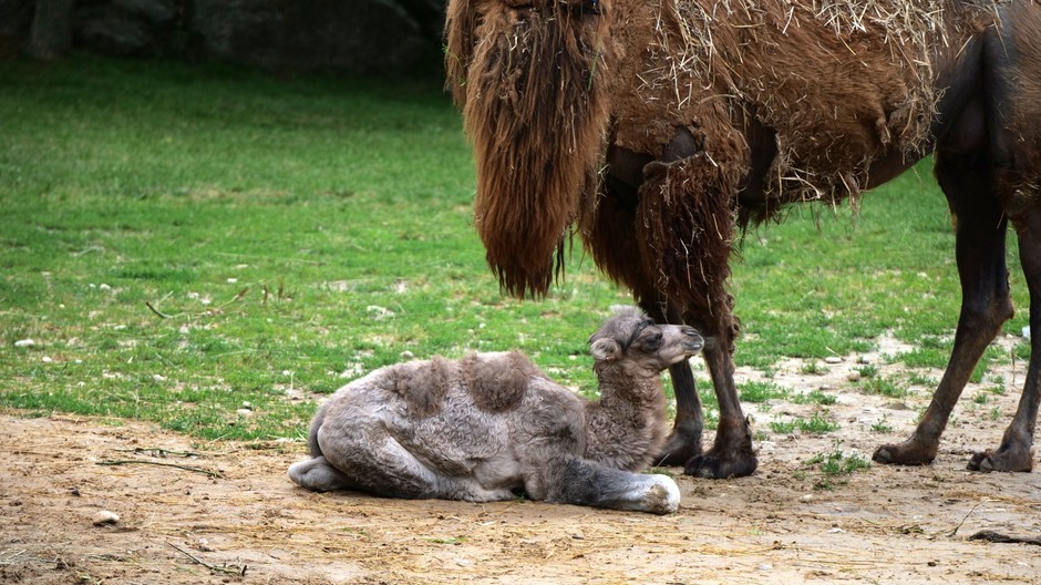 malá ťava zoo bratislava