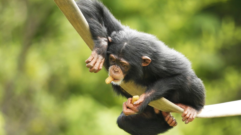 Šimpanz Ruben (ilustračná foto)