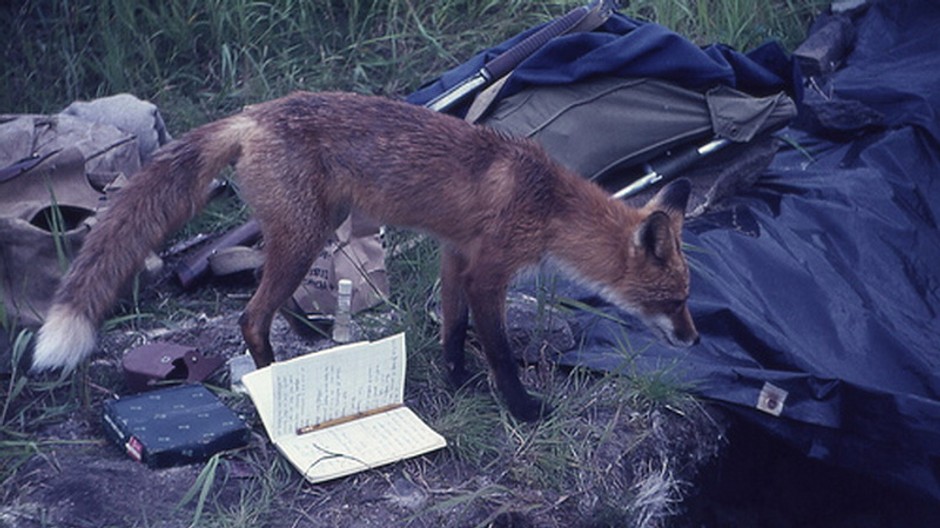 Líška, profil, stan, tma, noc, do modra foto
