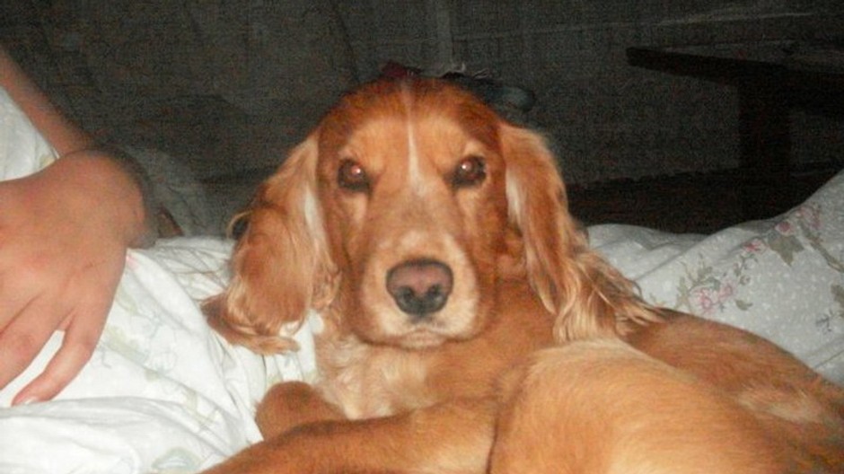 Hľadaný kokeršpaniel Alex