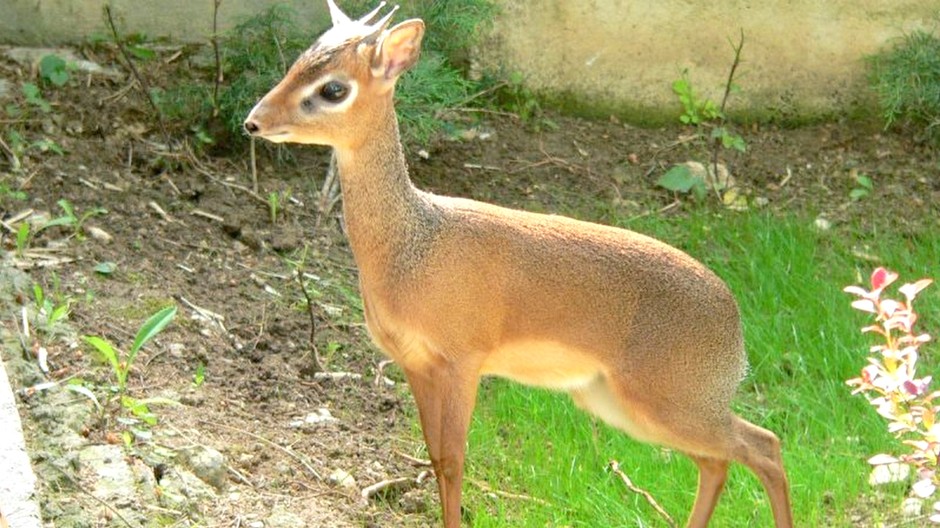 Bojnice, ZOO, najmenšia antilopa na svete Dikdik kirkov