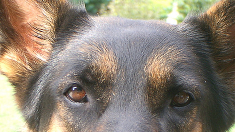 pes - nemecký vlčiak - tvár, oči