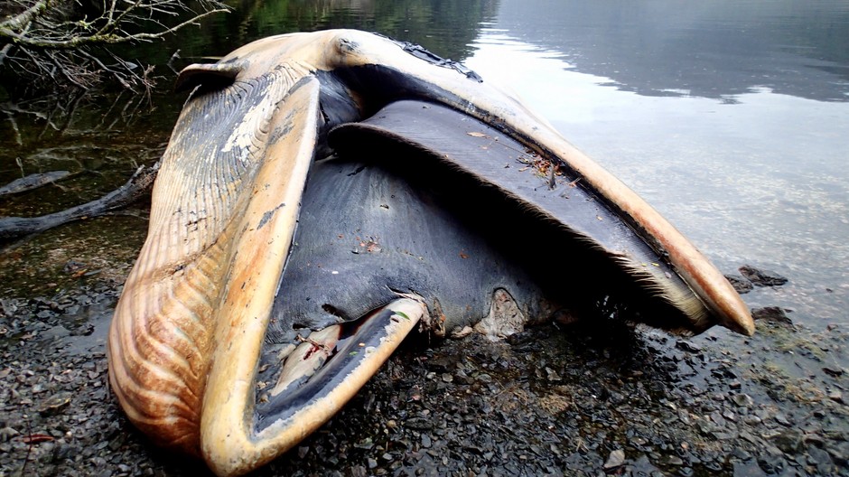 úhyn veľryby Čile