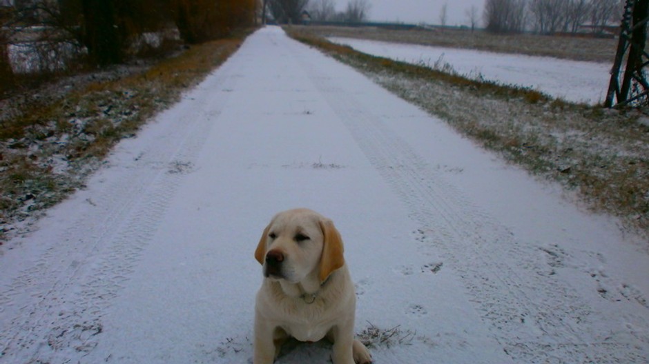 Stratený labrador retriever