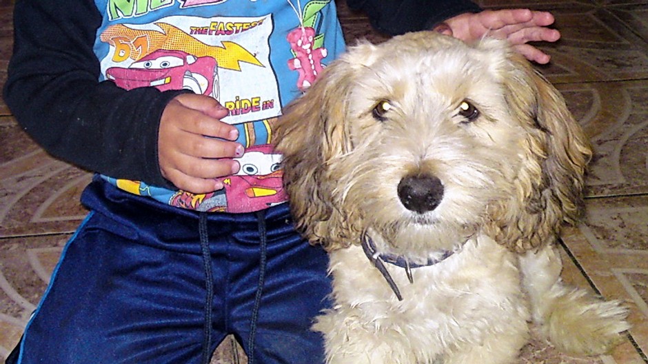 Stratil sa psík Kody