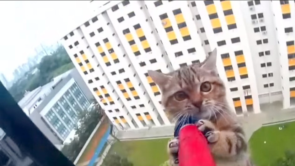 Mačka, Singapur, záchrana