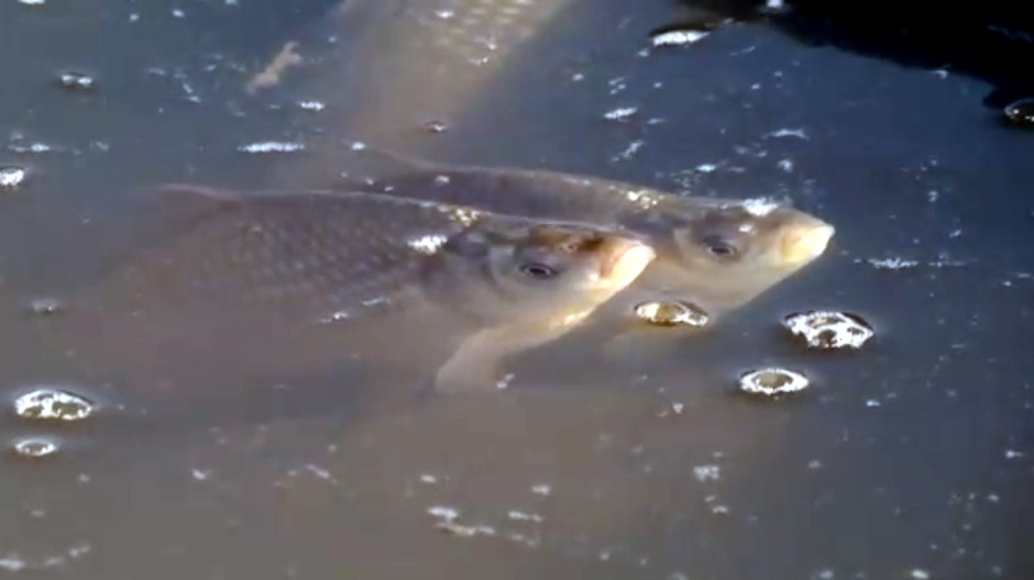 Vianočný kapor už nemusí byť samozrejmosťou. Chovatelia hovoria o najhoršom roku