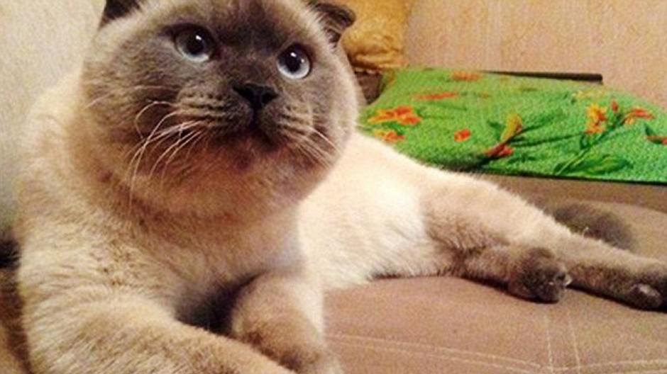 Barsik mačka Barnaul