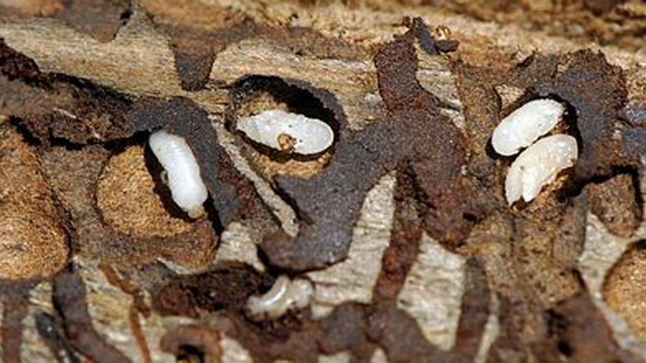 Larvy lykožrúta v dreve