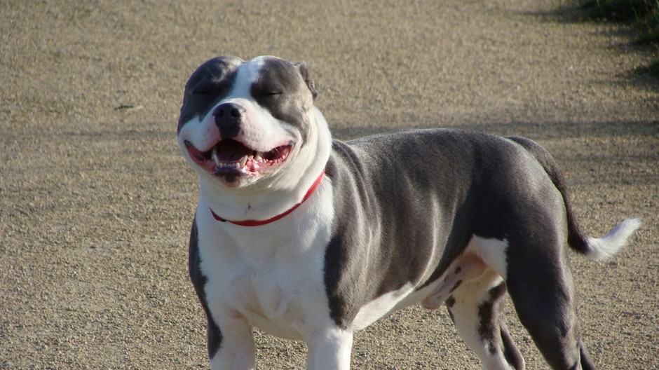 Staffordshire bull terrier, pes