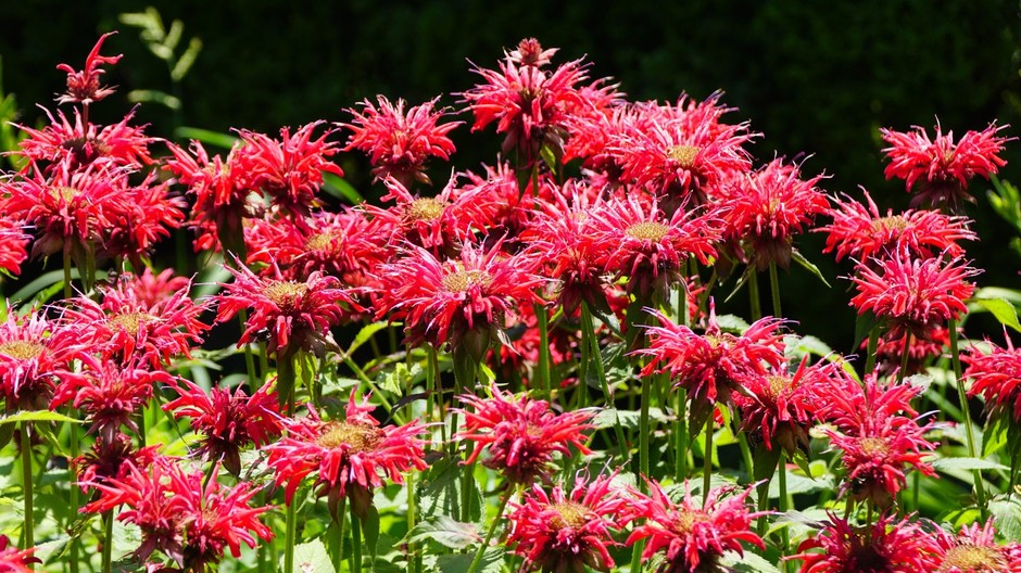 Monarda